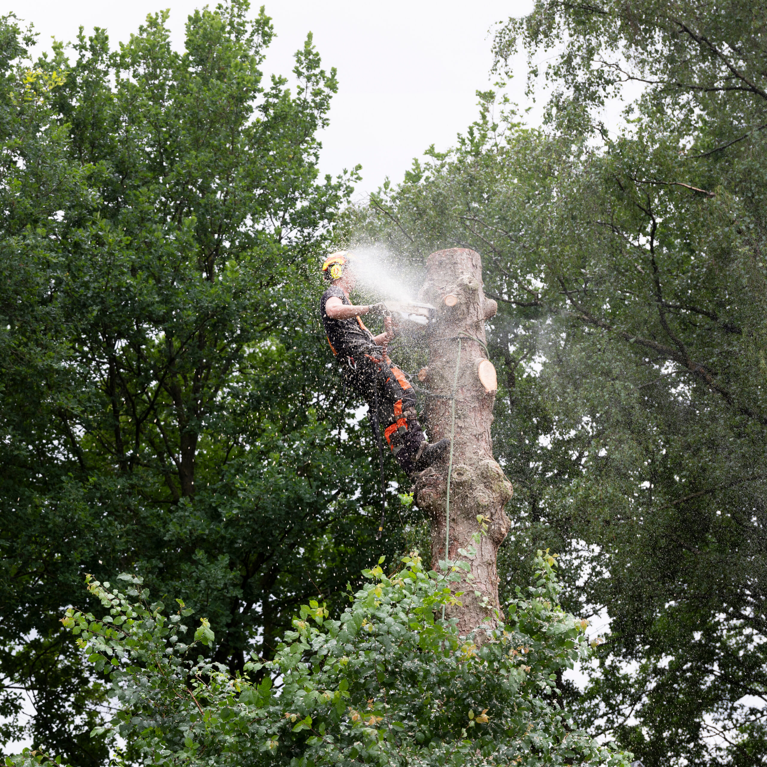 tree carer with chainsaw in spruce tree sawing large pieces off the trunk