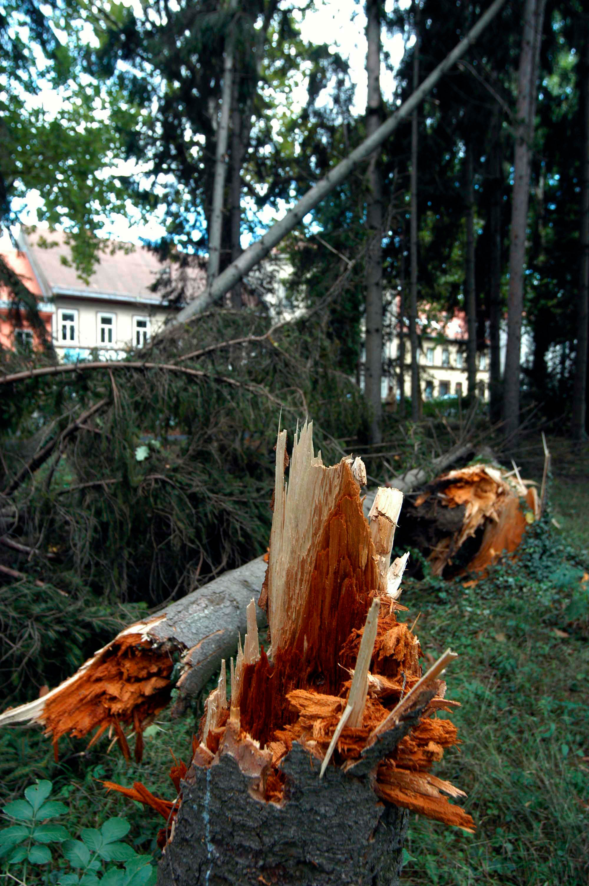 storm damage in the park