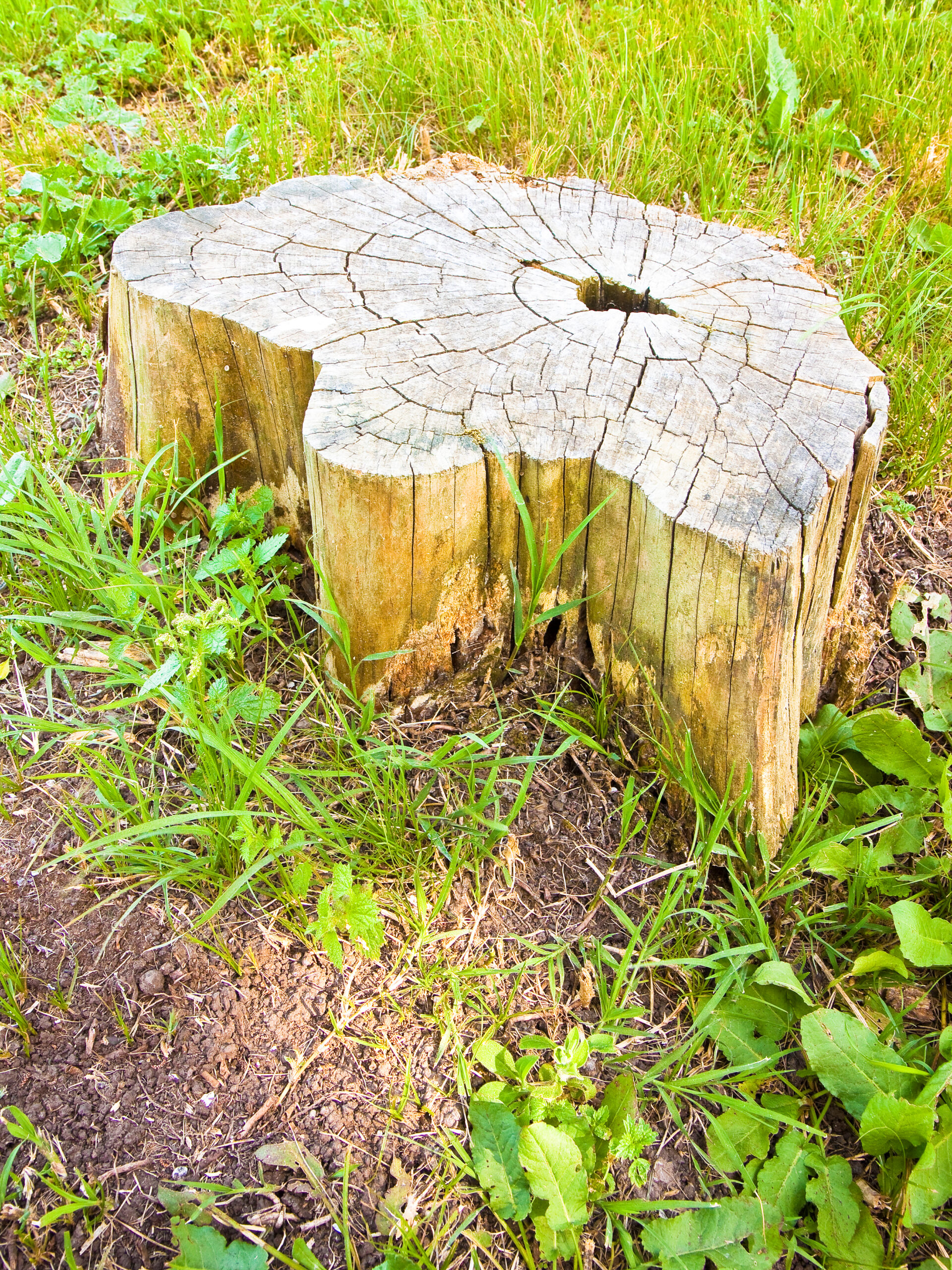 Cypress tree's stump in the nature - image with copy space