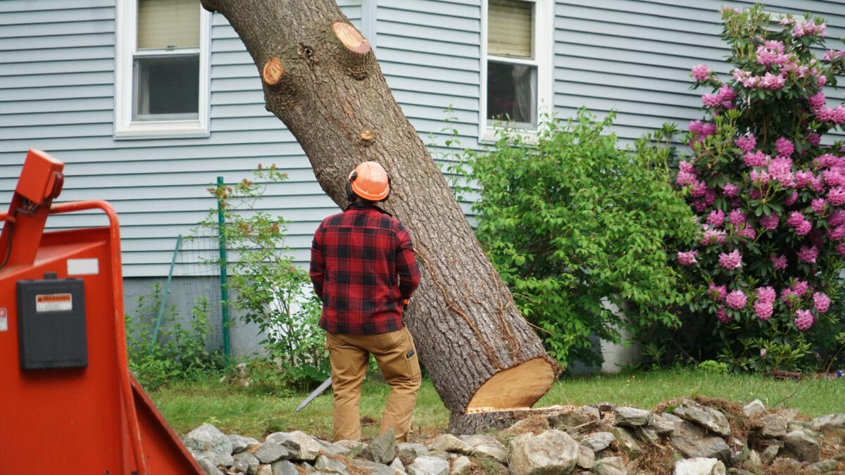 Manual worker removing tree in residential area