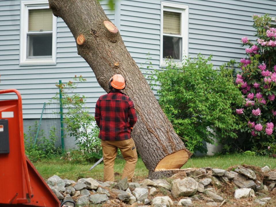 Manual worker removing tree in residential area