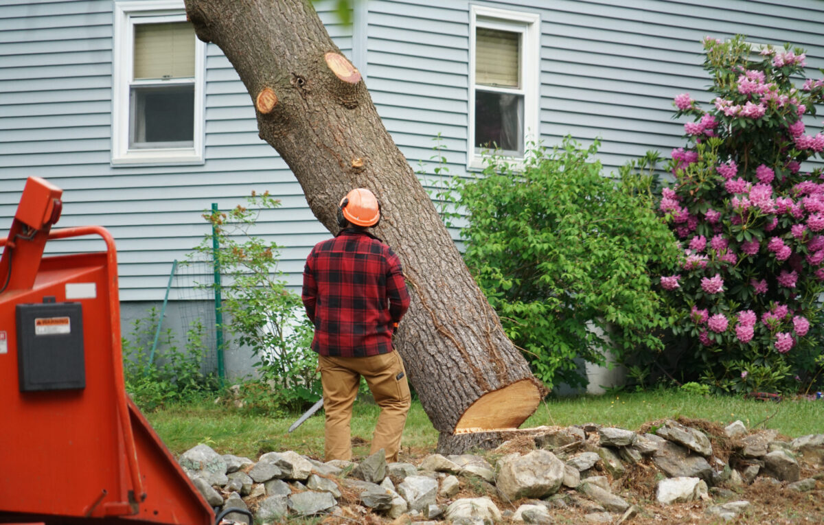 Manual worker removing tree in residential area