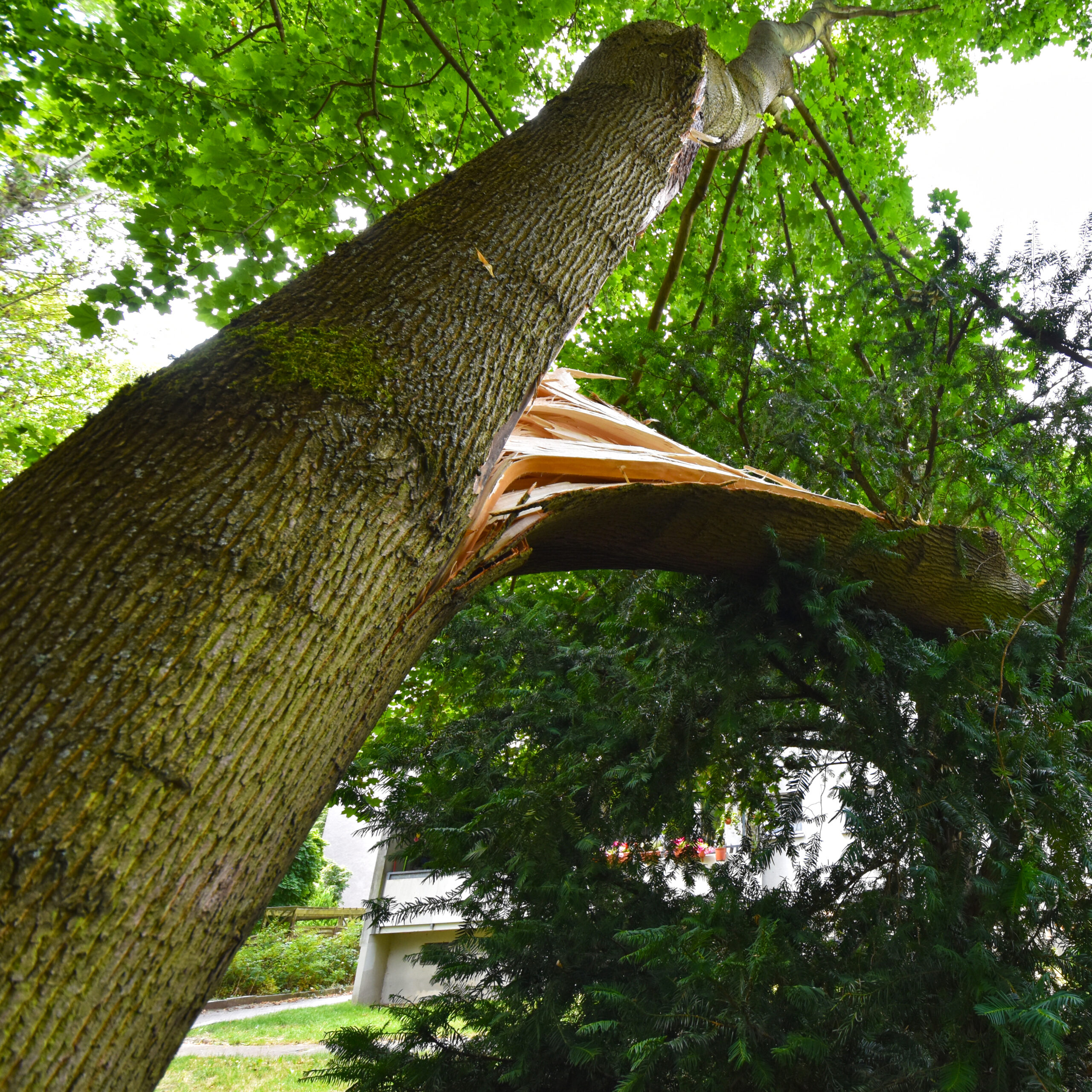 Sight of the splintered trunk of a fallen tree, which narrowly missed a house after heavy wind in Berlin, Germany