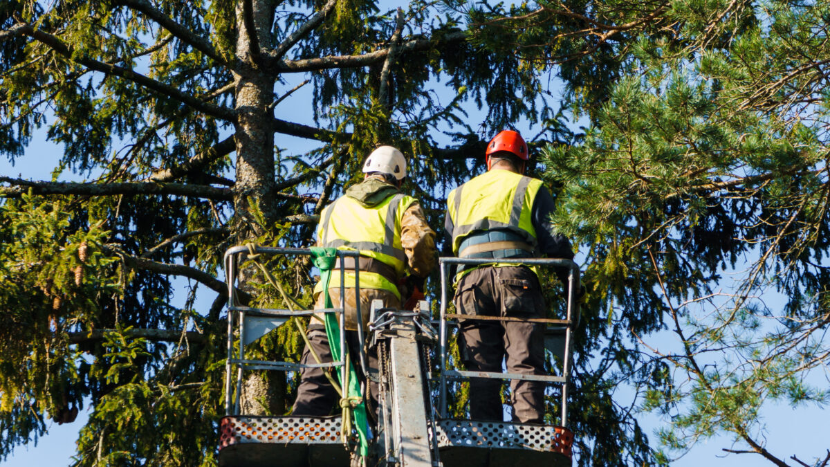 Men sawing an old spruce in a cradle on the stairs.