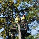 Men sawing an old spruce in a cradle on the stairs.