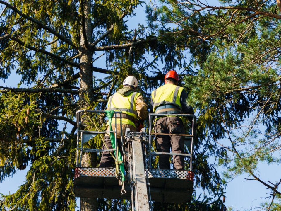 Men sawing an old spruce in a cradle on the stairs.
