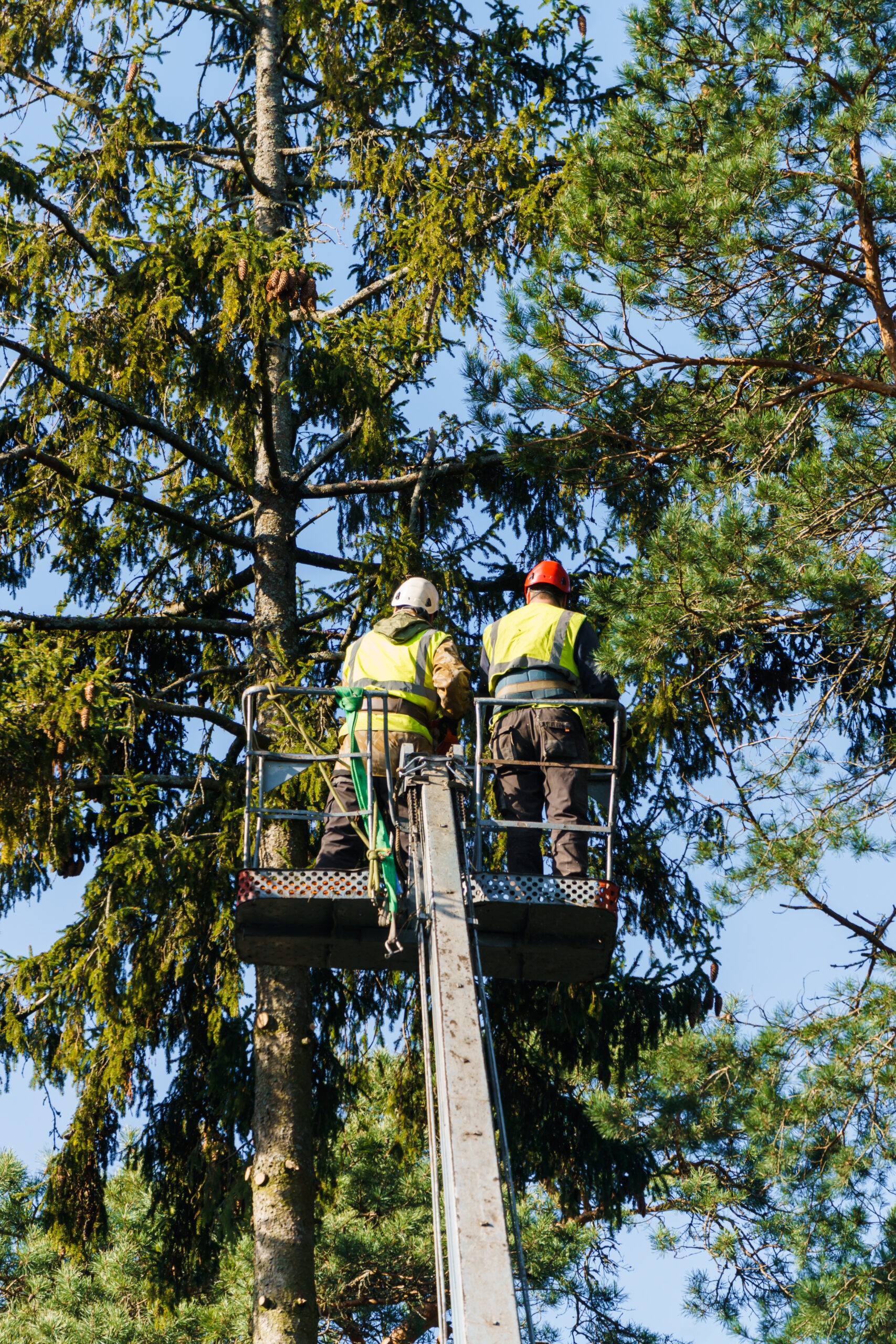 Men sawing an old spruce in a cradle on the stairs.