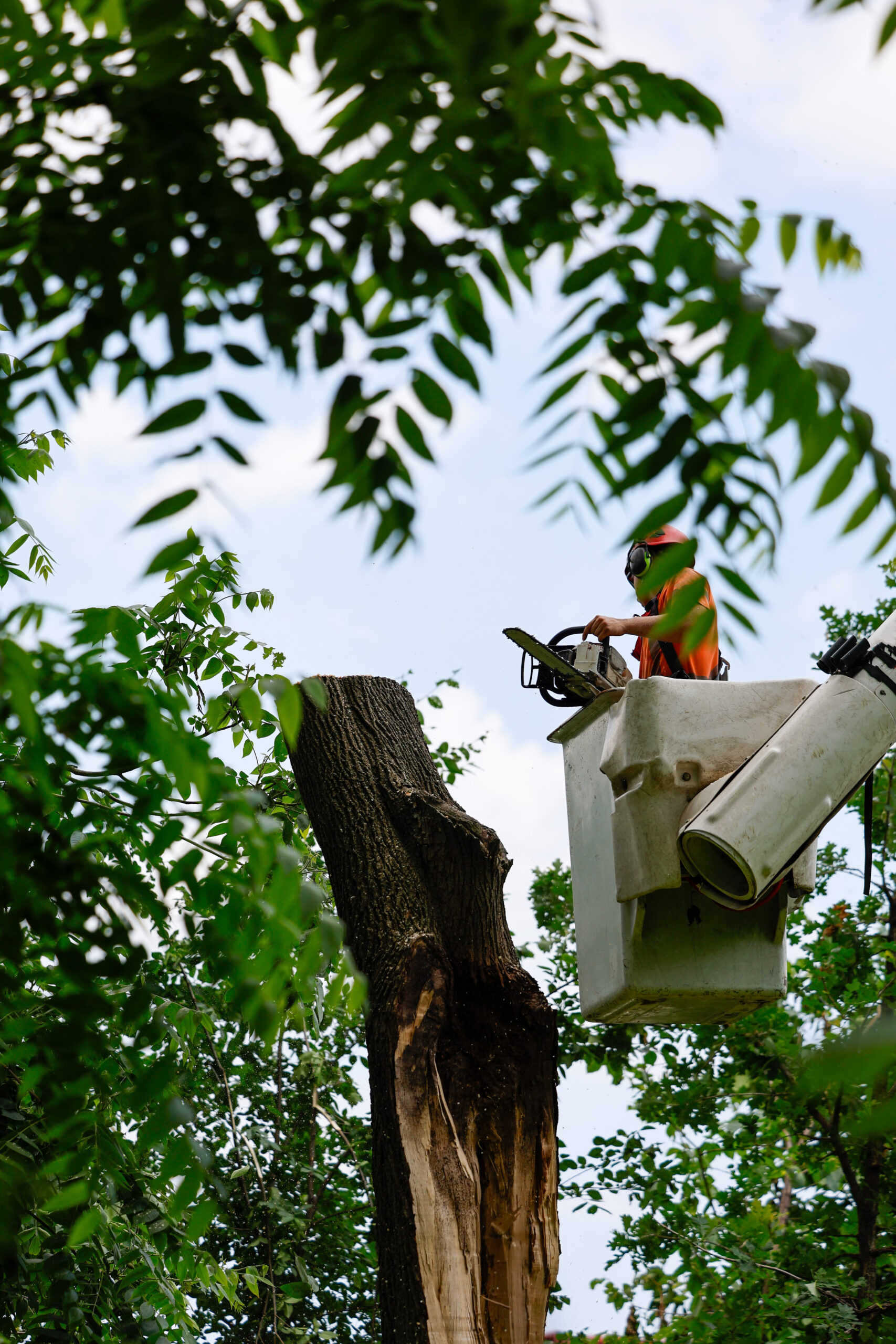 Tree surgeon using a chainsaw to cut down a tree in the garden
