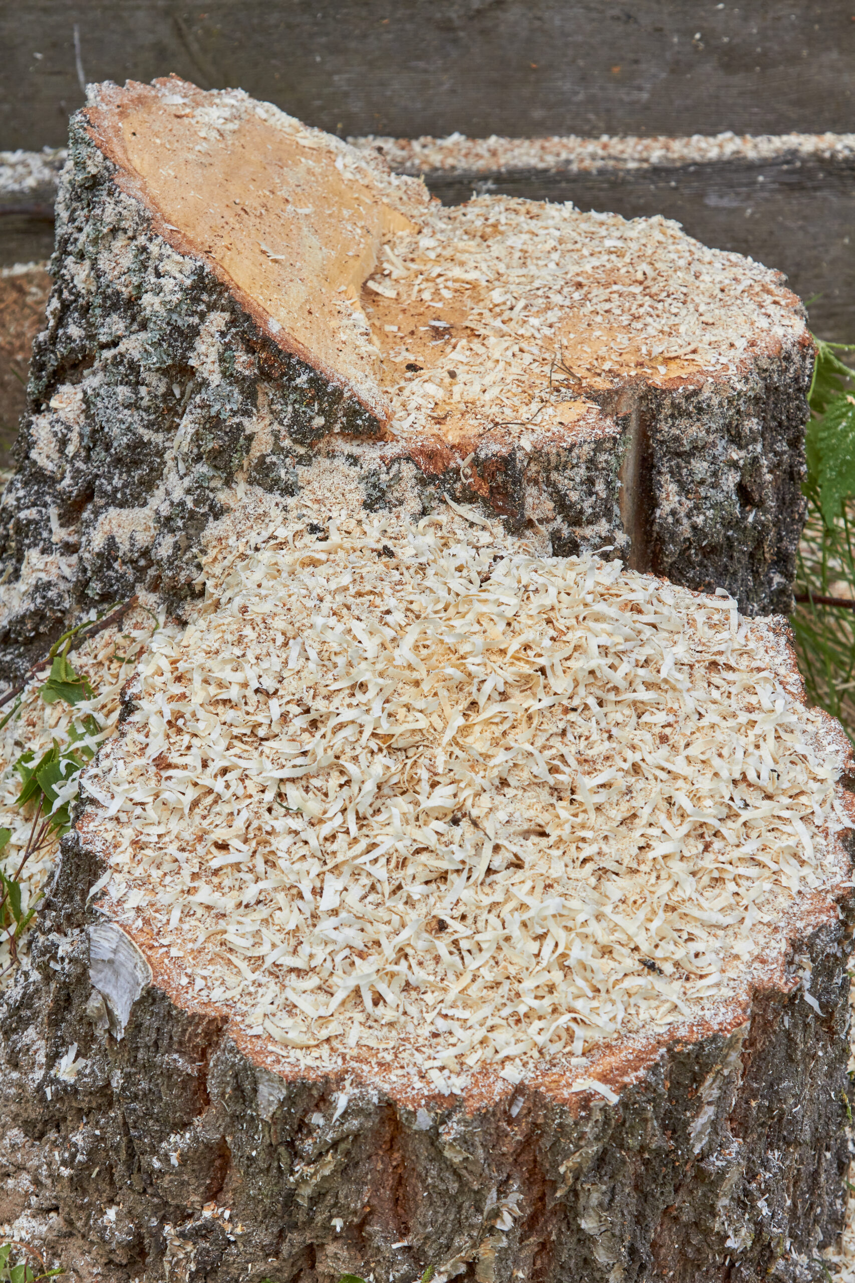 Birch firewood. The sawn tree lies on the grass.