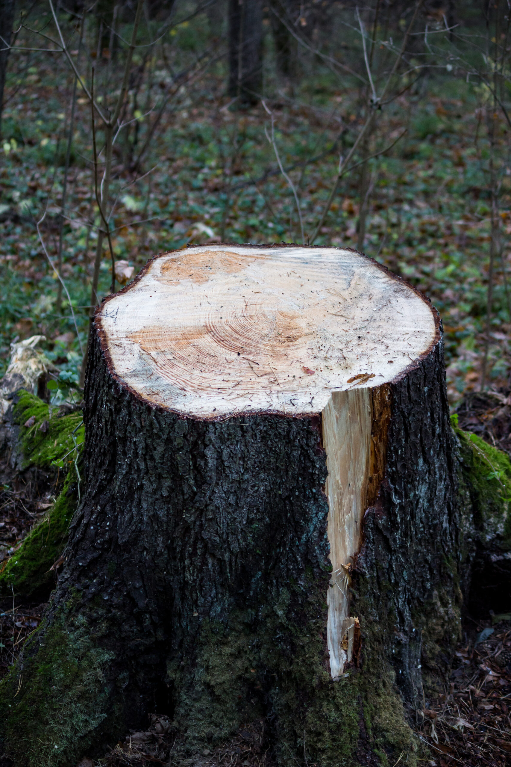 A stump with annual rings left from a sawn old spruce in the forest