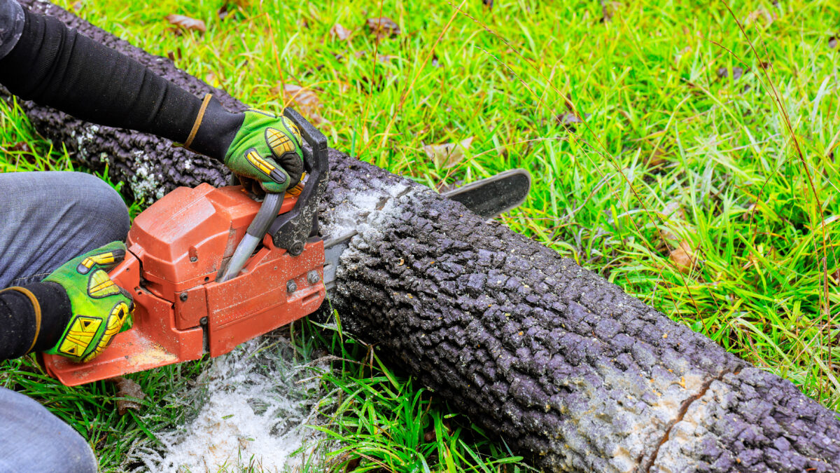 Chainsaw operator cuts fallen tree in grassy area during daytime in countryside