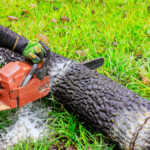 Chainsaw operator cuts fallen tree in grassy area during daytime in countryside