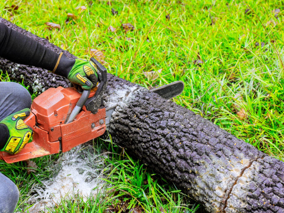 Chainsaw operator cuts fallen tree in grassy area during daytime in countryside