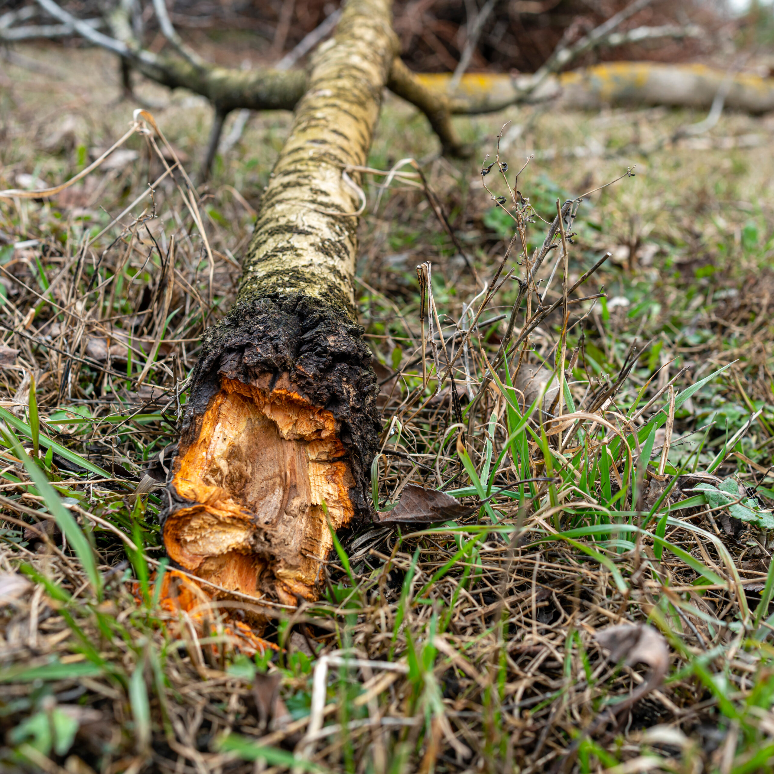 Garden pruning work. Cherry rotted from disease.