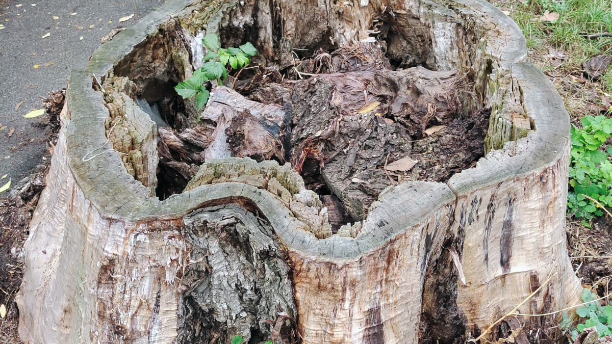 An old hollowed-out large tree stump is hollow inside