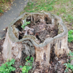 An old hollowed-out large tree stump is hollow inside