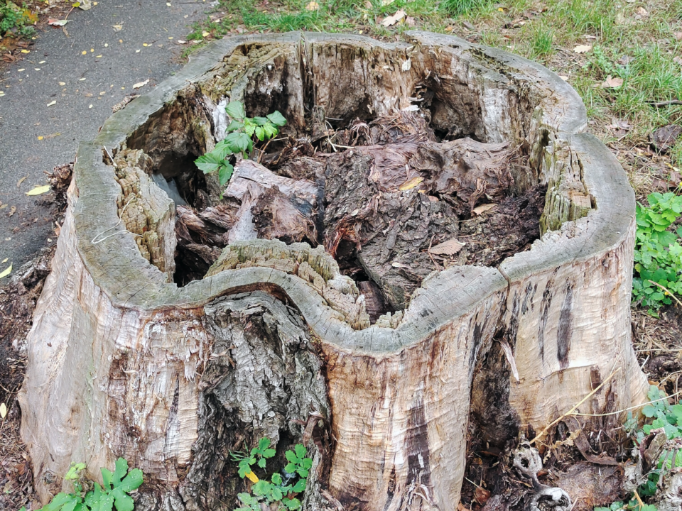 An old hollowed-out large tree stump is hollow inside