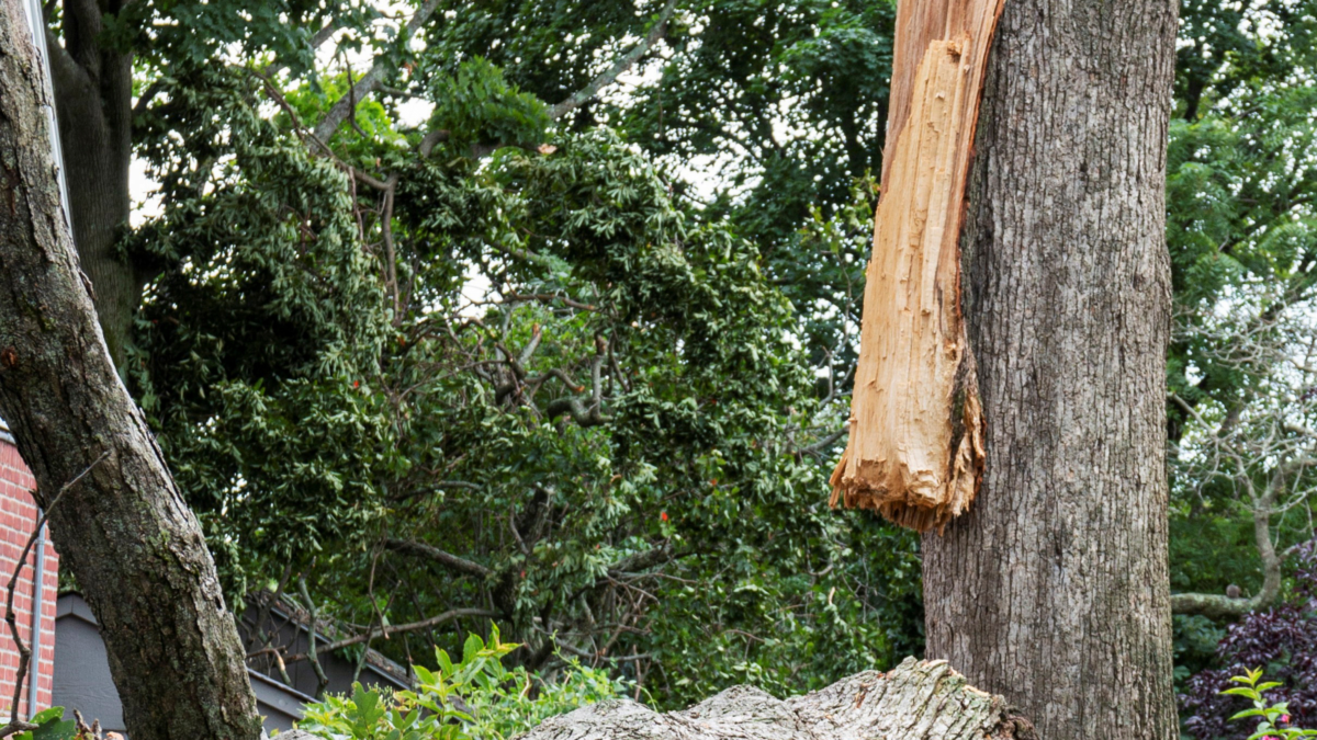 A tree splits and lands on a car during wind storm