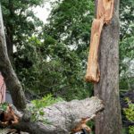 A tree splits and lands on a car during wind storm
